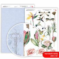 Бумага двусторонняя матовая, дизайнерская „King Protea“ 8, 21х29,7 см, 200 г/м2, ROSA TALENT (5311183)