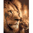 Картина по номерам набор-стандарт Лев и львенок ROSA START, 35х45 см - товара нет в наличии
