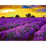 Набор картина по номерам, стандарт „Лаванда в Провансе“, 35х45 см, ROSA START (N00013481) - товара нет в наличии