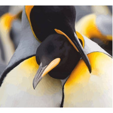 Набір-стандарт, картина за номерами, „Пара пінгвінів“, 35х45см, ROSA START